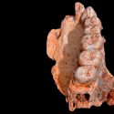 Un fósil hallado en Israel revela que el Homo sapiens salió de África 60,000 años antes de lo que se pensaba