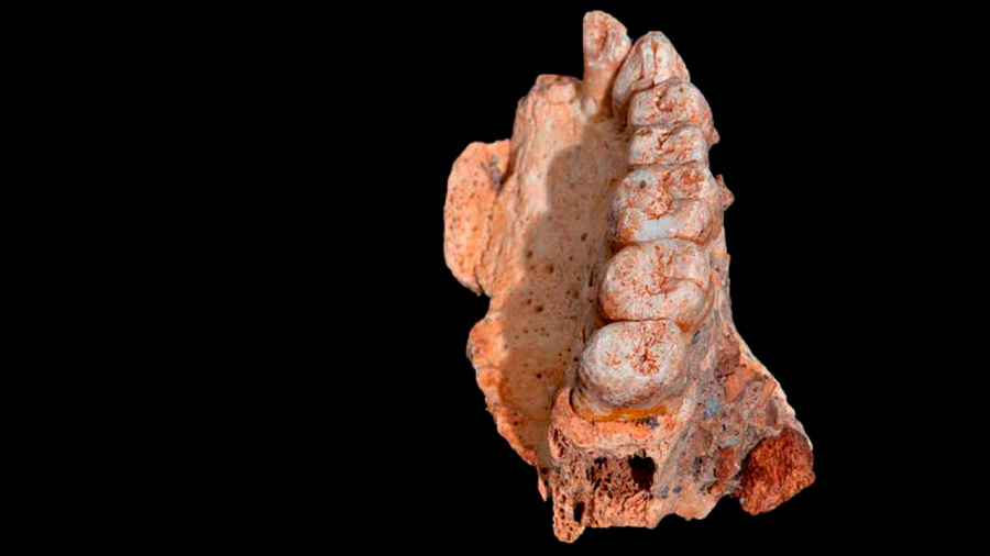 Un fósil hallado en Israel revela que el Homo sapiens salió de África 60,000 años antes de lo que se pensaba