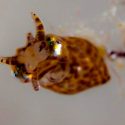 Descubren una nueva especie de calamares pigmeos en un museo australiano