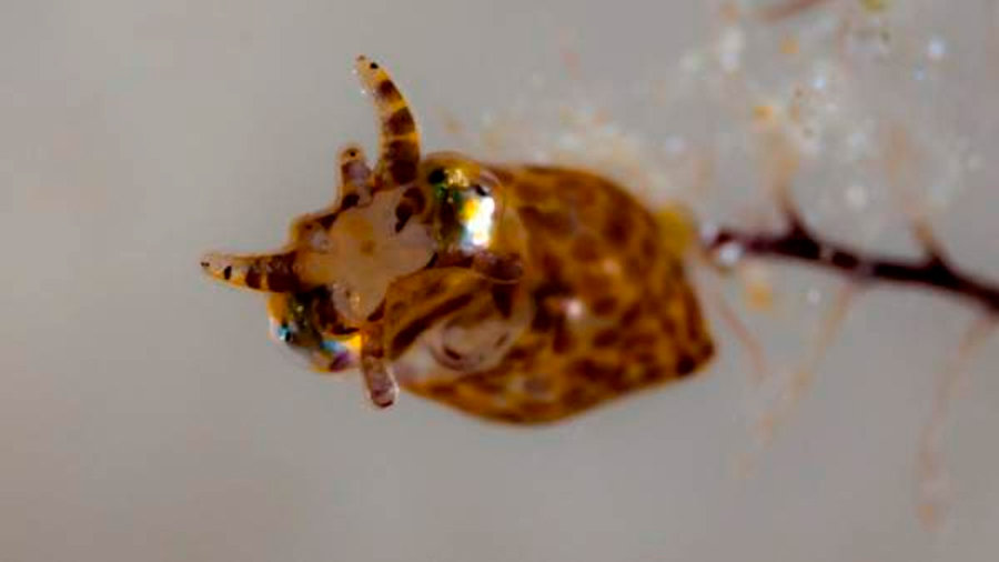 Descubren una nueva especie de calamares pigmeos en un museo australiano