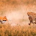 Descubren el truco de los impalas para escapar de los guepardos