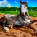 Los caballos conservan restos de sus cinco dedos ancestrales