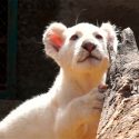 Nace el primer león blanco en cautiverio en México