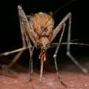 Si atacas a los mosquitos, aprenden a evitarte por tu olor
