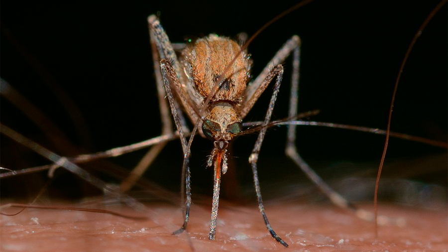 Si atacas a los mosquitos, aprenden a evitarte por tu olor
