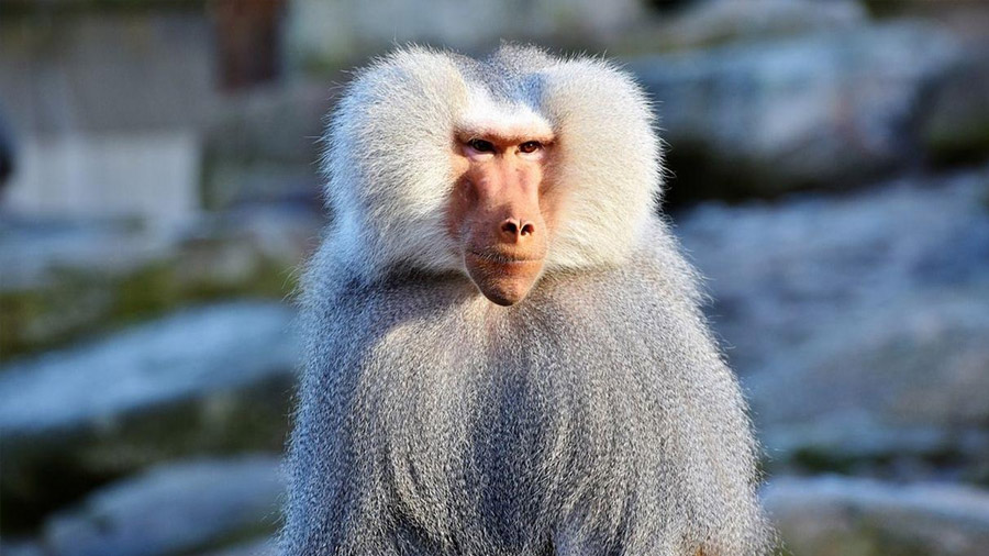 Imagen de la mona Rhesus o macaca mulatta Tetra
