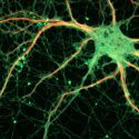 Cartografían por primera vez un microcircuito cerebral