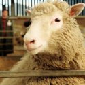 Los animales que la ciencia logró clonar