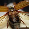 Éste es el primer animal no humano que se orienta mediante la Vía Láctea