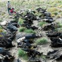 Muerte de 34 cóndores andinos pone en riesgo a la especie