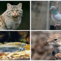 Lanzan Atlas de las especies invasoras que amenazan la biodiversidad