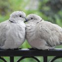 A falta de machos, las palomas prefieren una pareja hembra que la soledad
