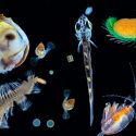 Tara Oceans : descubren 117 millones de genes en plancton