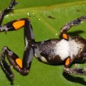 Descubierta la rana Stanley Kubrick, la naranja mecánica de la naturaleza