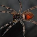 Si te pica esta araña, en lugar matarte, te provoca una erección de varias horas