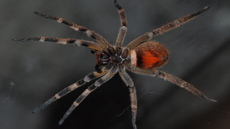 Si te pica esta araña, en lugar matarte, te provoca una erección de varias horas