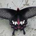 Las alas de la mariposa negra tienen el secreto para mejorar las celdas solares