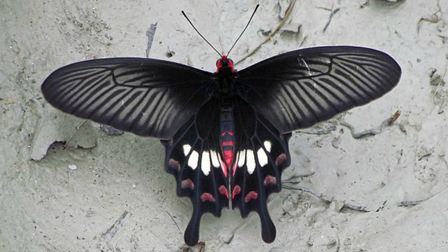 Las alas de la mariposa negra tienen el secreto para mejorar las celdas solares