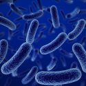 Un antibiótico olvidado ofrece esperanza contra las peores superbacterias