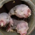 Ratas topo, el animal que no cumple la “ley natural” del envejecimiento