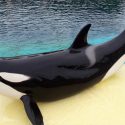 Wikie, la primera ballena orca que puede imitar el habla humana diciendo "hola" y "adiós"