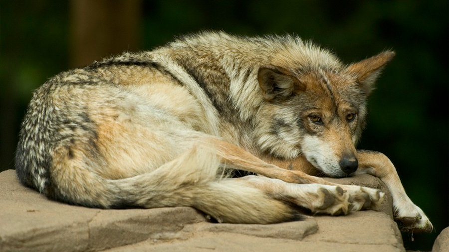 Programa de Trump extinguiría al lobo mexicano: ambientalistas