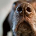 Nuevos estudios demuestran la autoconsciencia de los animales no humanos