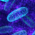 Las mitocondrias de una célula tumoral predicen su sensibilidad a la quimioterapia