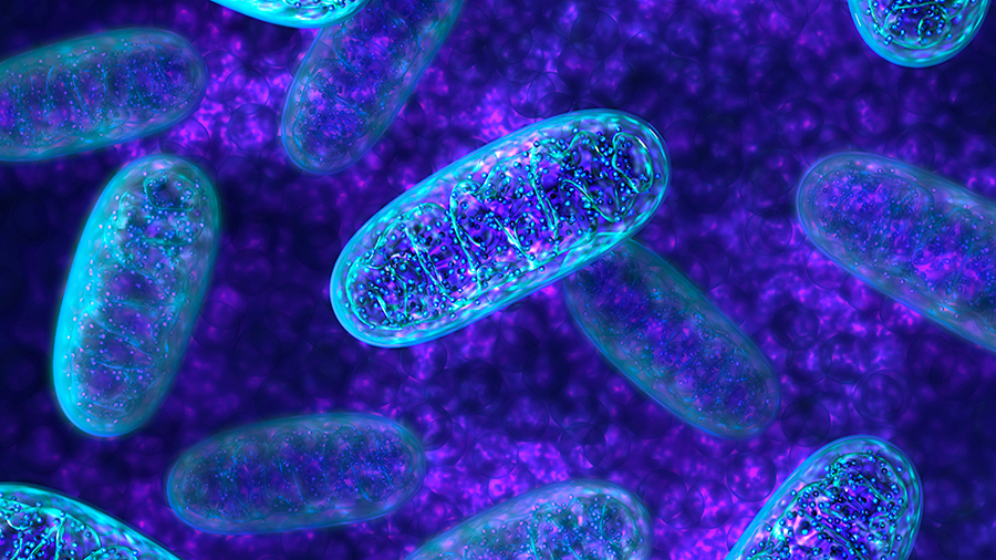 Las mitocondrias de una célula tumoral predicen su sensibilidad a la quimioterapia