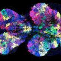 Descubren nuevas claves sobre cómo las células madre se transforman en células neuronales