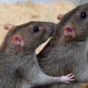 Las ratas también intercambian servicios básicos