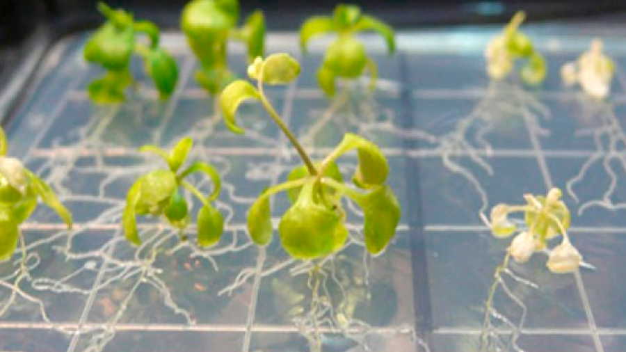 Investigadores descubren como responden las plantas a los cambios en la luz a nivel molecular