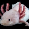 Decodifican genoma el ajolote el mayor del mundo y el único animal capaz de regenerar sus tejidos
