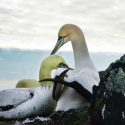Nigel, el ave más solitaria del mundo que se enamoró de un alcatraz de hormigón, ha muerto junto a sus amigos de cemento