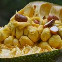 Encuentran en semilla altos valores nutrimentales a utilizarse en industria alimenticia