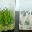 Por la obtención de agave blanco en laboratorio premian a científica mexicana
