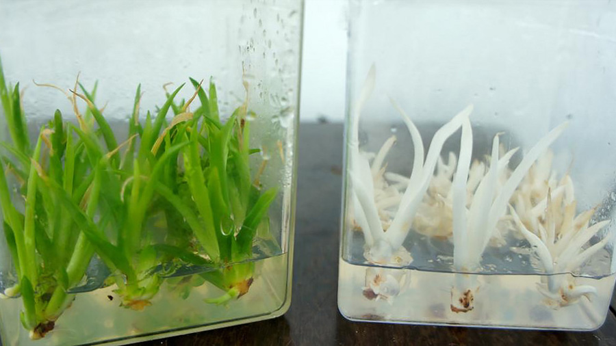 Por la obtención de agave blanco en laboratorio premian a científica mexicana