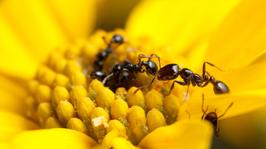 La hormiga ladrona produce antibióticos y puede inspirar a los humanos