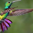 Desvelado el secreto del ágil vuelo del colibrí
