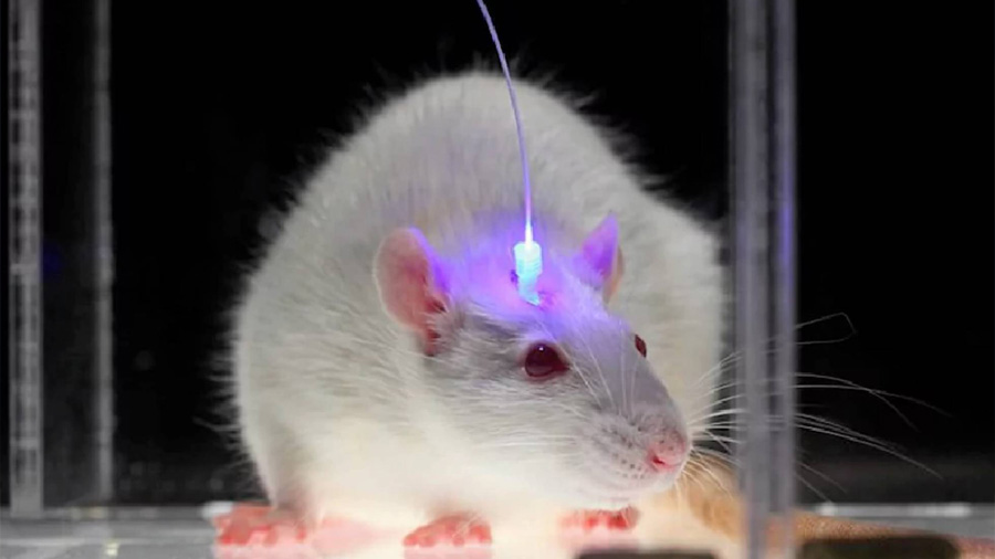 Una técnica permite manipular el cerebro con luz y sin cirugía