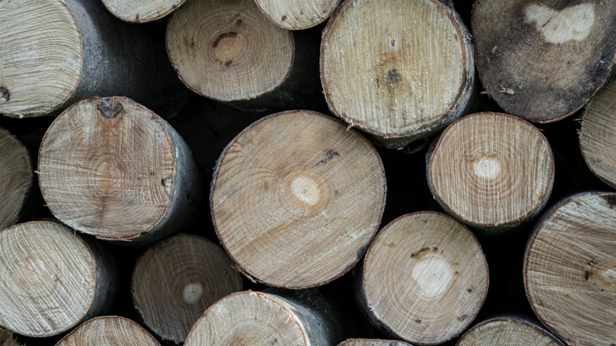 Científicos descubren cómo convertir cualquier madera en un material tan resistente como el acero
