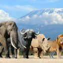 En la Tierra hay más especies de mamíferos de lo que pensábamos