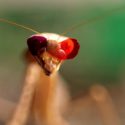 La mantis religiosa muestra una nueva forma de visión 3D