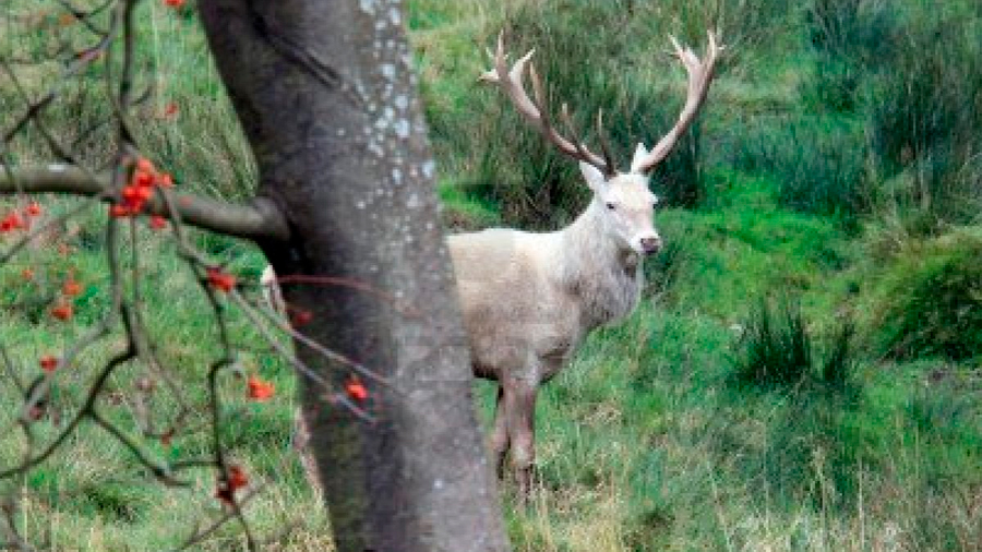 Filman la presencia de raro ciervo blanco en Escocia