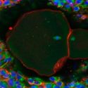 Logran científicos crear los primeros óvulos humanos de laboratorio