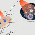 Los recintos con poca luz cambian la estructura del cerebro