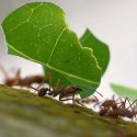 Hormigas, terremotos y anarquía; la belleza de los sistemas auto-organizados