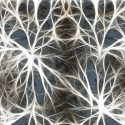 Científicos descubren que las neuronas se comunican de una manera insospechada
