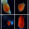 Las estrellas de mar de las profundidades tienen un fascinante sentido de la vista (y está en sus patas)