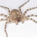 Esta araña maniobra más rápido que ninguna otra especie animal